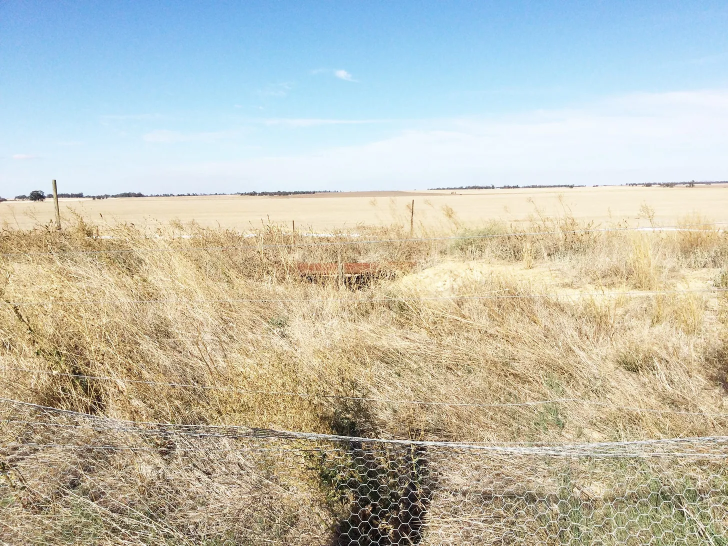 Dry paddock with tall grass and a wire fence in front of flat open farmland under a clear blue sky.