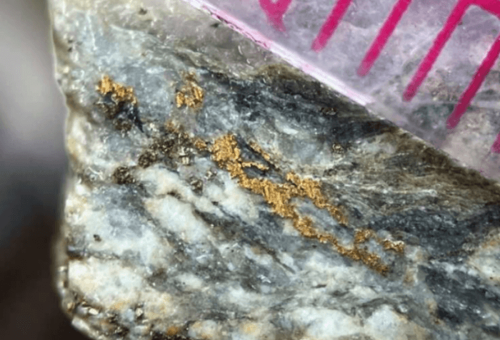 Visible gold mineralisation within a quartz-rich rock sample, with gold concentrated along fractures and dark bands.